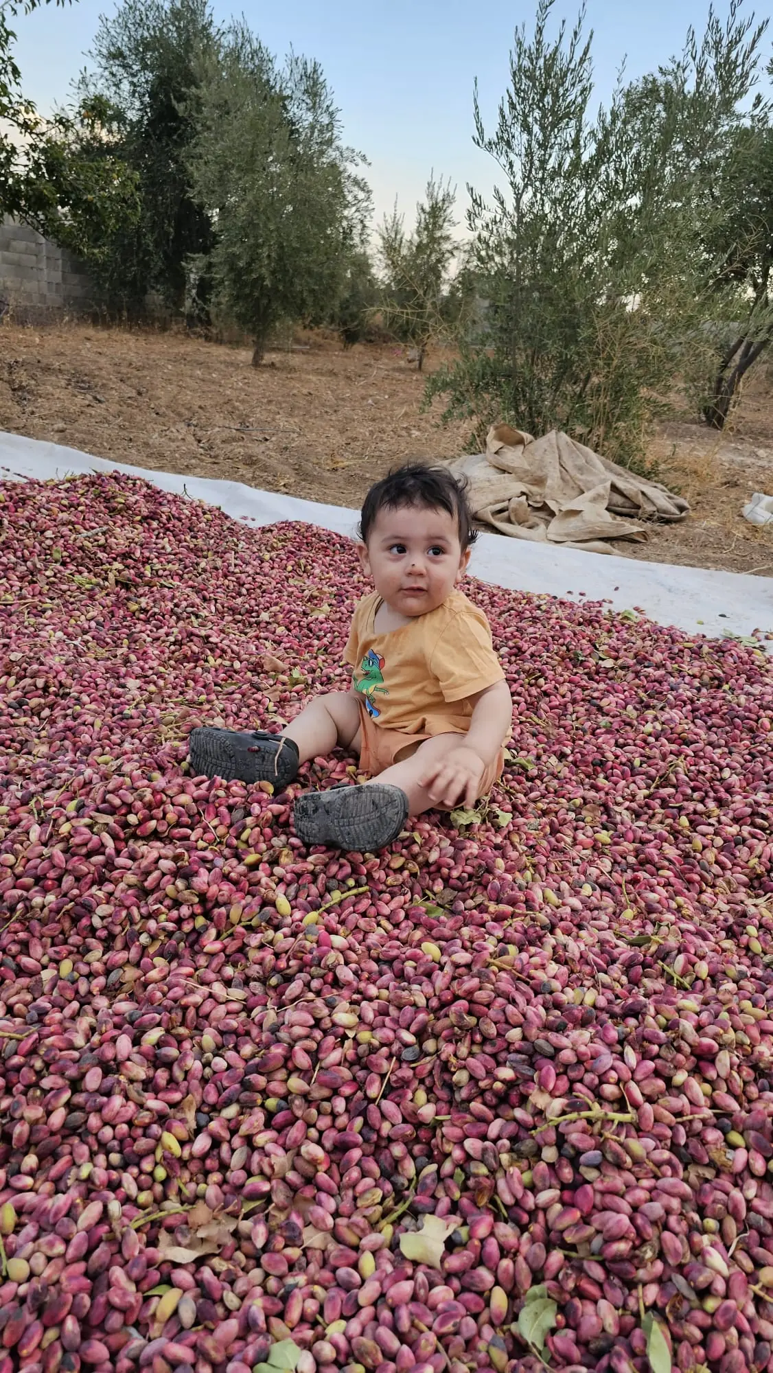 Antep Şah Künefe